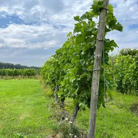 Erve Zonnehoeve Minicamping En Wijngaard Kamp alanı Vorden