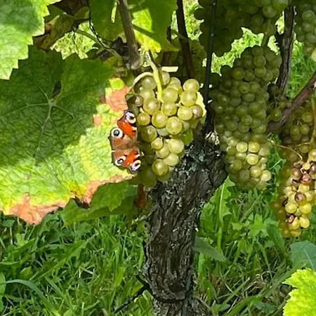 Campsite Erve Zonnehoeve Minicamping En Wijngaard Vorden