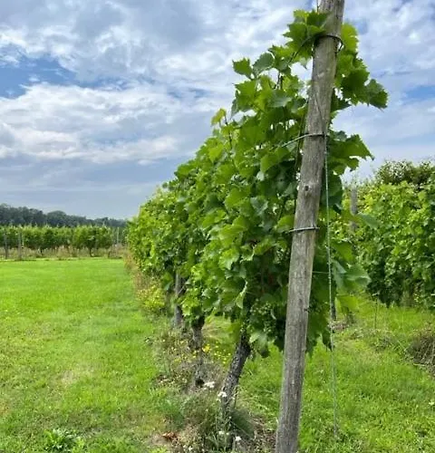 Erve Zonnehoeve Minicamping En Wijngaard Kemping Vorden