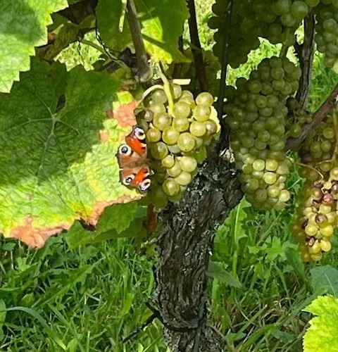 Kemping Erve Zonnehoeve Minicamping En Wijngaard Vorden